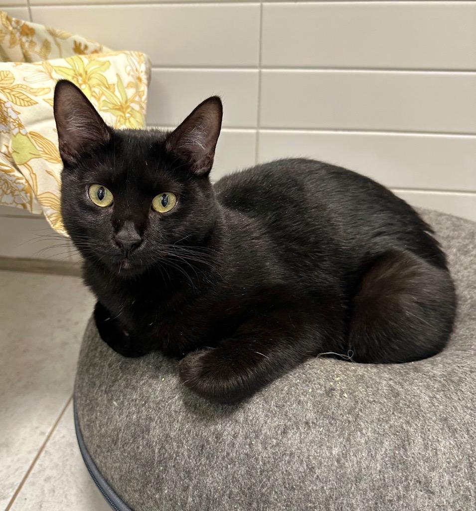 Magpie, a Adoptable mixed breed in New Orleans, LA image 1/4