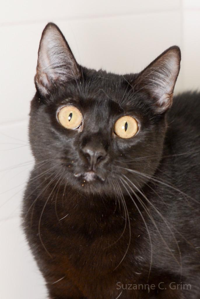 Magpie, a Adoptable mixed breed in New Orleans, LA image 3/4