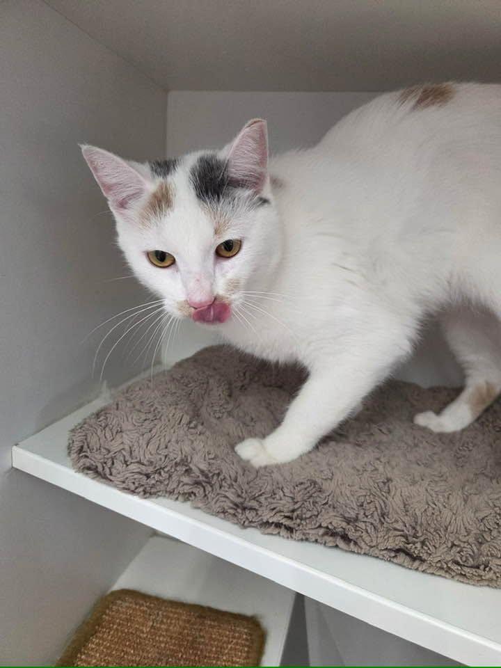 Enlarge Ariana Grande, a Adopted Domestic Short Hair in Cleveland, OH image 2/4