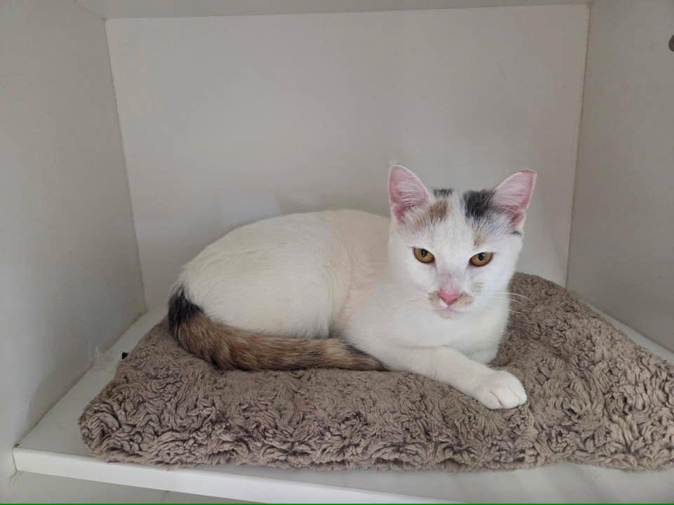 Ariana Grande, Adopted, Young Female Domestic Short Hair.