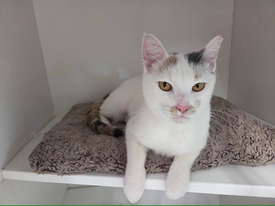 Enlarge Ariana Grande, a Adopted Domestic Short Hair in Cleveland, OH image 3/4