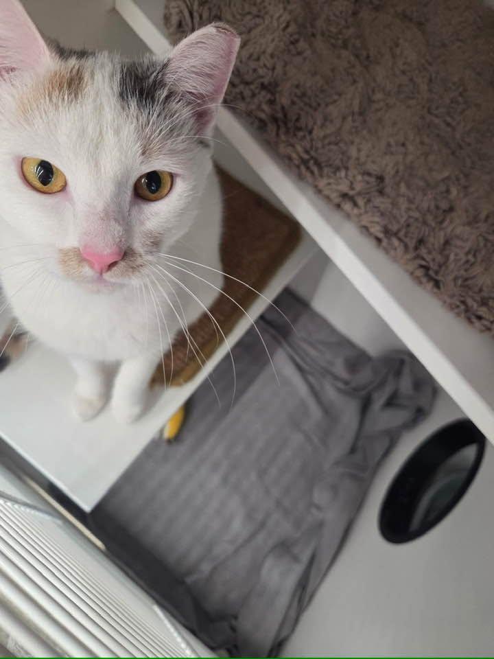Enlarge Ariana Grande, a Adopted Domestic Short Hair in Cleveland, OH image 4/4