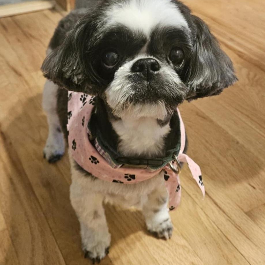 Shasta, ADOPTABLE, Senior Female Shih Tzu.