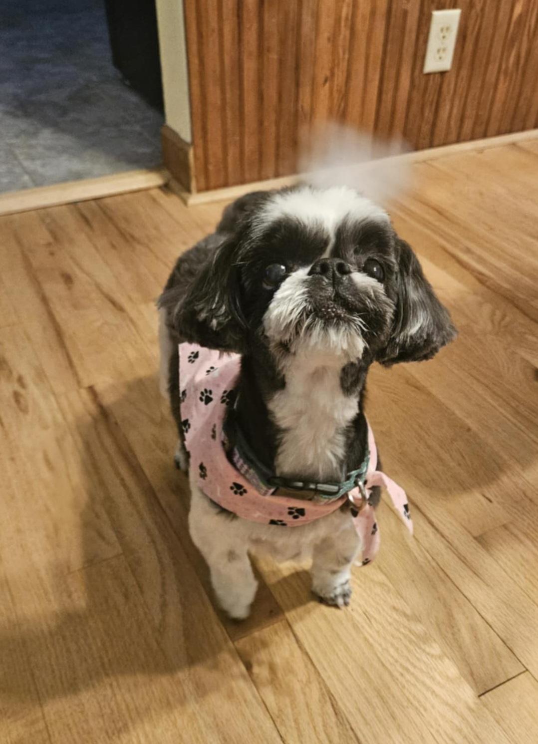Shasta, a ADOPTABLE Shih Tzu in Cedar Rapids, IA image 2/5
