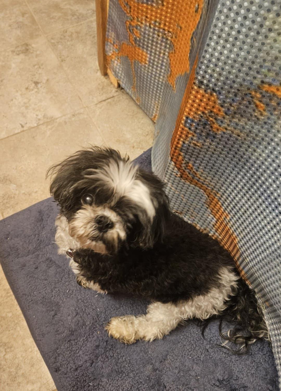 Shasta, a ADOPTABLE Shih Tzu in Cedar Rapids, IA image 4/5
