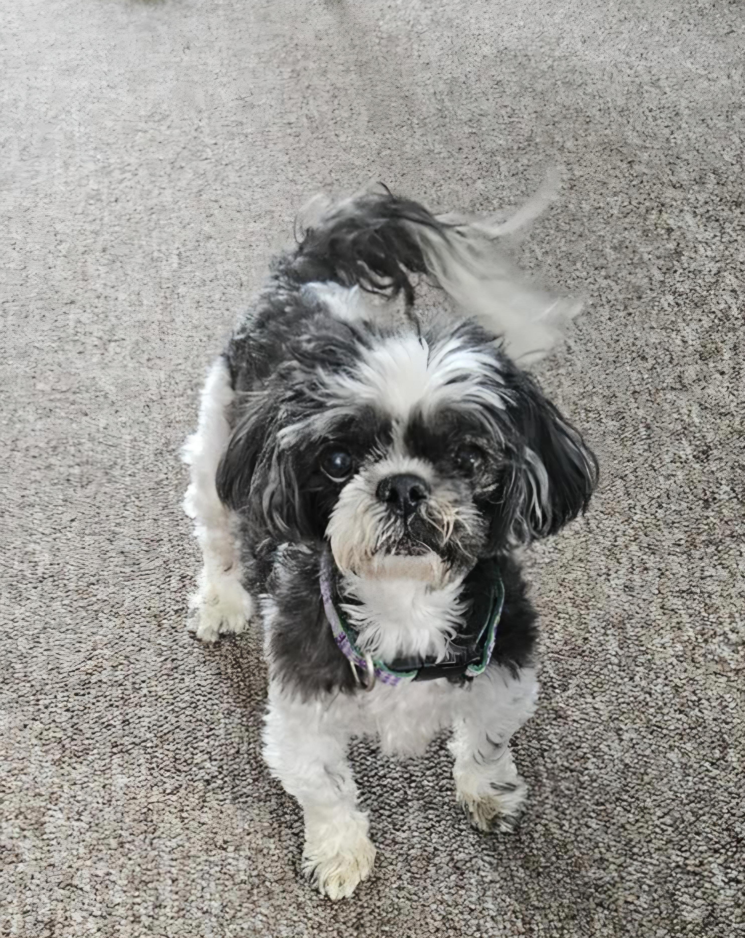 Shasta, a ADOPTABLE Shih Tzu in Cedar Rapids, IA image 5/5