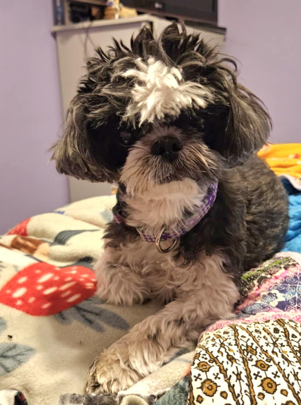 Shasta, a ADOPTABLE Shih Tzu in Cedar Rapids, IA image 3/5