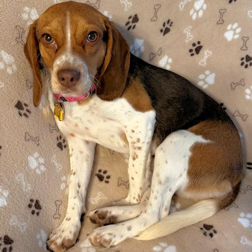 Enlarge Bailey, a ADOPTABLE Beagle in Toledo, OH image 5/6