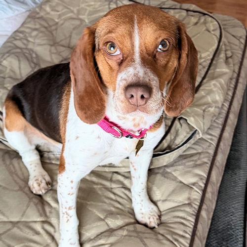 Enlarge Bailey, a ADOPTABLE Beagle in Toledo, OH image 3/6