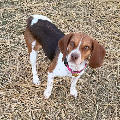 Enlarge Bailey, a ADOPTABLE Beagle in Toledo, OH image 4/6