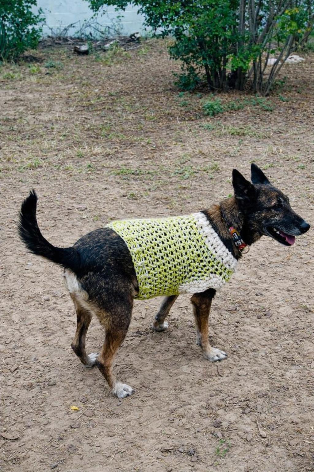 Enlarge Daisy, a Adoptable Belgian Shepherd / Malinois in Erie, PA image 4/4