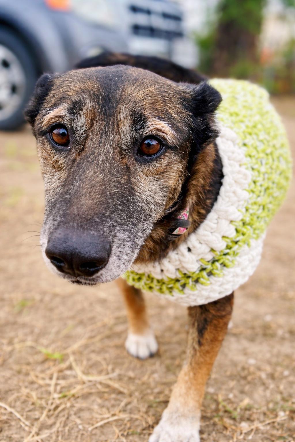 Enlarge Daisy, a Adoptable Belgian Shepherd / Malinois in Erie, PA image 2/4