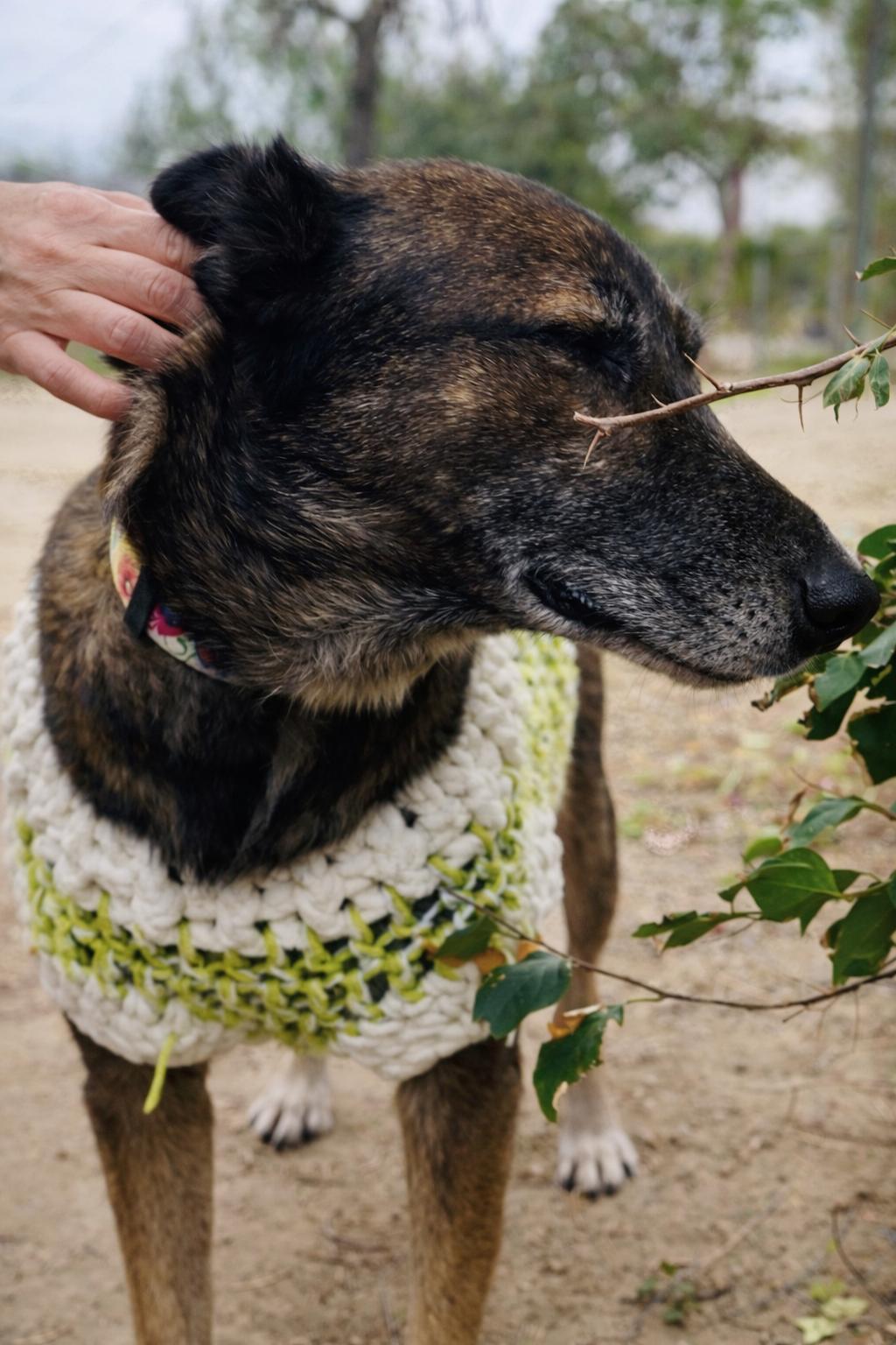 Enlarge Daisy, a Adoptable Belgian Shepherd / Malinois in Erie, PA image 3/4