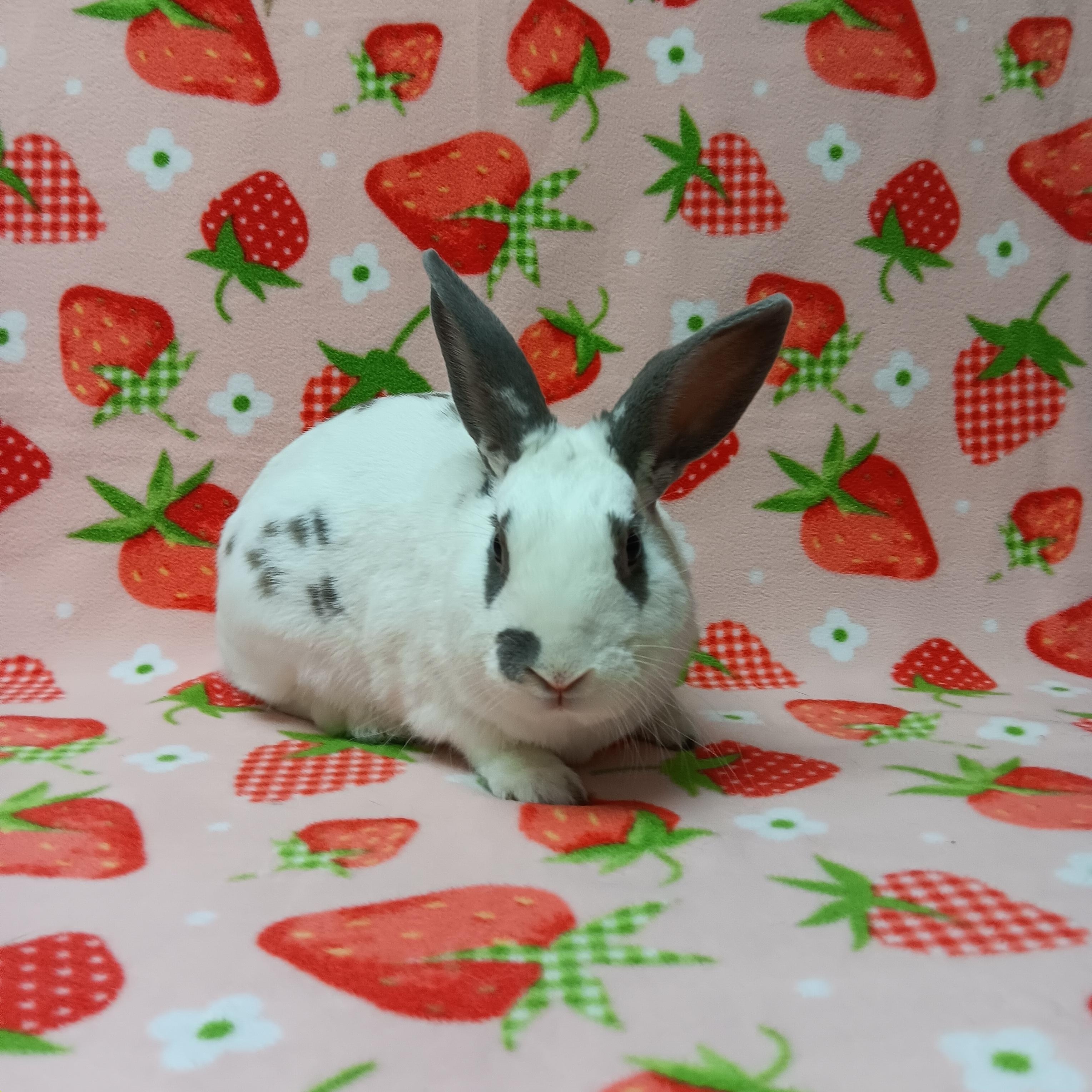 Enlarge Salem, a ADOPTABLE Bunny Rabbit in Harrisburg, PA image 3/3