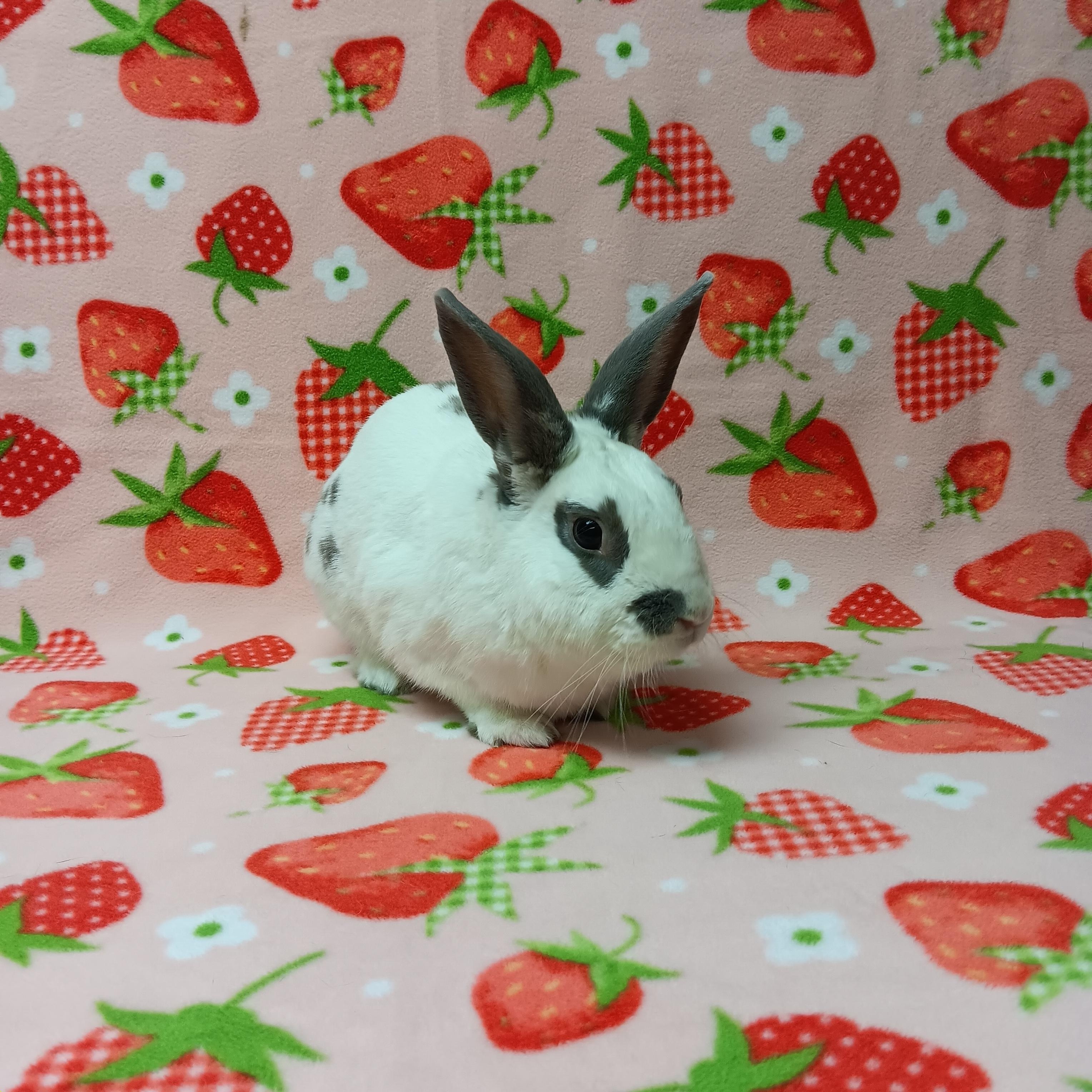 Enlarge Salem, a ADOPTABLE Bunny Rabbit in Harrisburg, PA image 2/3
