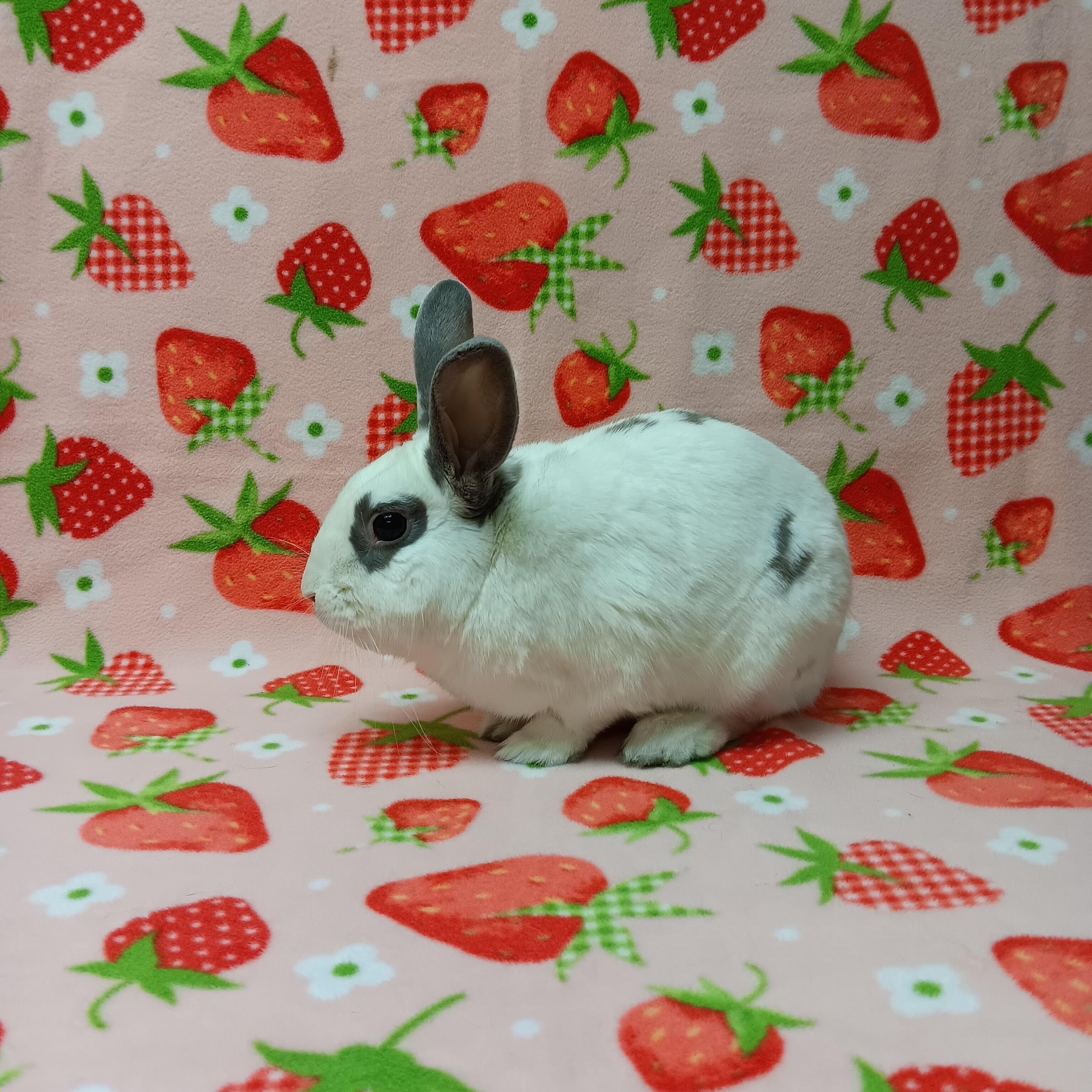 Salem, ADOPTABLE, Adult Male Bunny Rabbit.