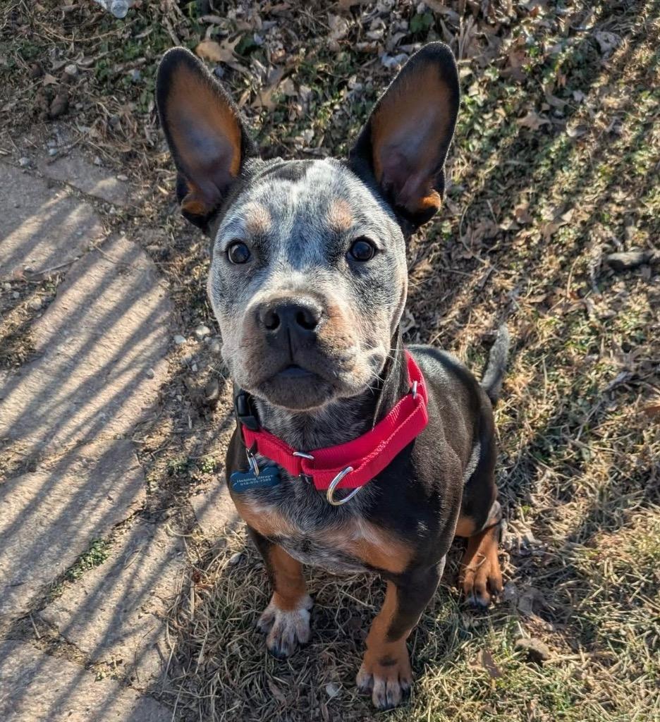 Enlarge Toby, a Adoptable mixed breed in Columbia, IL image 1/6