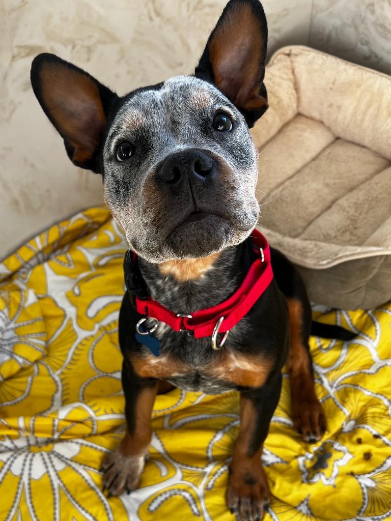 Enlarge Toby, a Adoptable mixed breed in Columbia, IL image 4/6