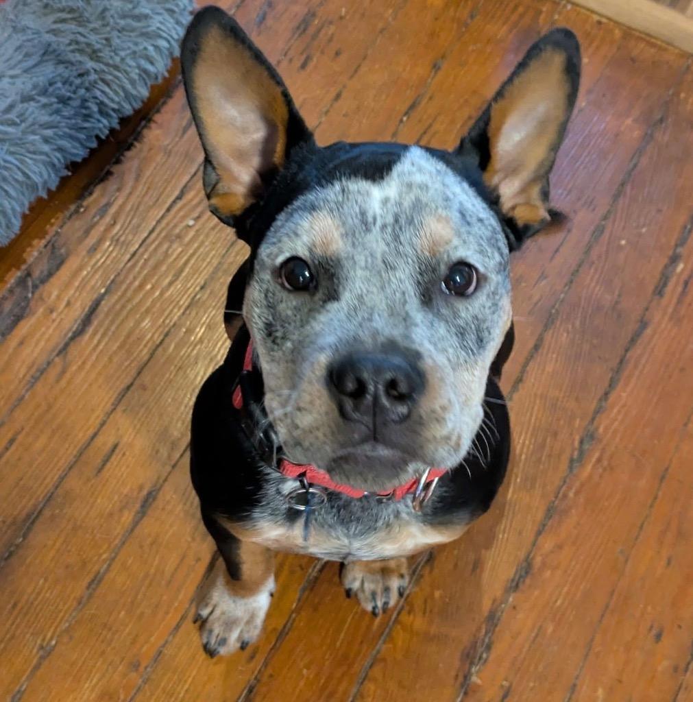 Enlarge Toby, a Adoptable mixed breed in Columbia, IL image 5/6