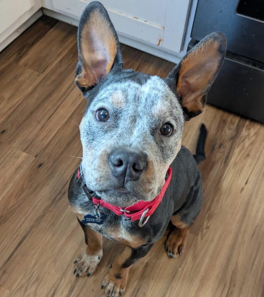 Enlarge Toby, a Adoptable mixed breed in Columbia, IL image 6/6