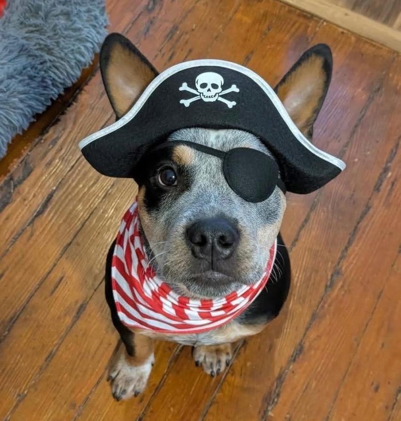 Toby, Adoptable, Puppy Male Cattle Dog & Pit Bull Terrier.