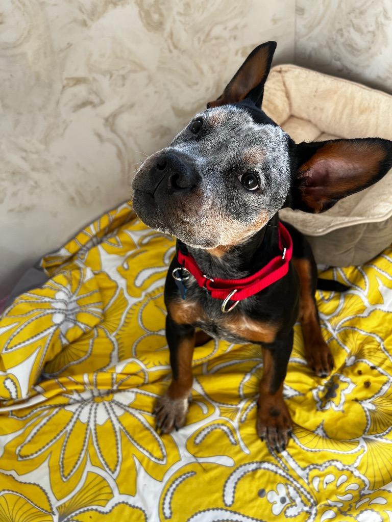 Enlarge Toby, a Adoptable mixed breed in Columbia, IL image 3/6