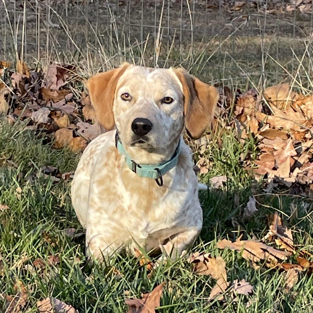 Enlarge Appa, a Adoptable mixed breed in Marshall, VA image 1/1