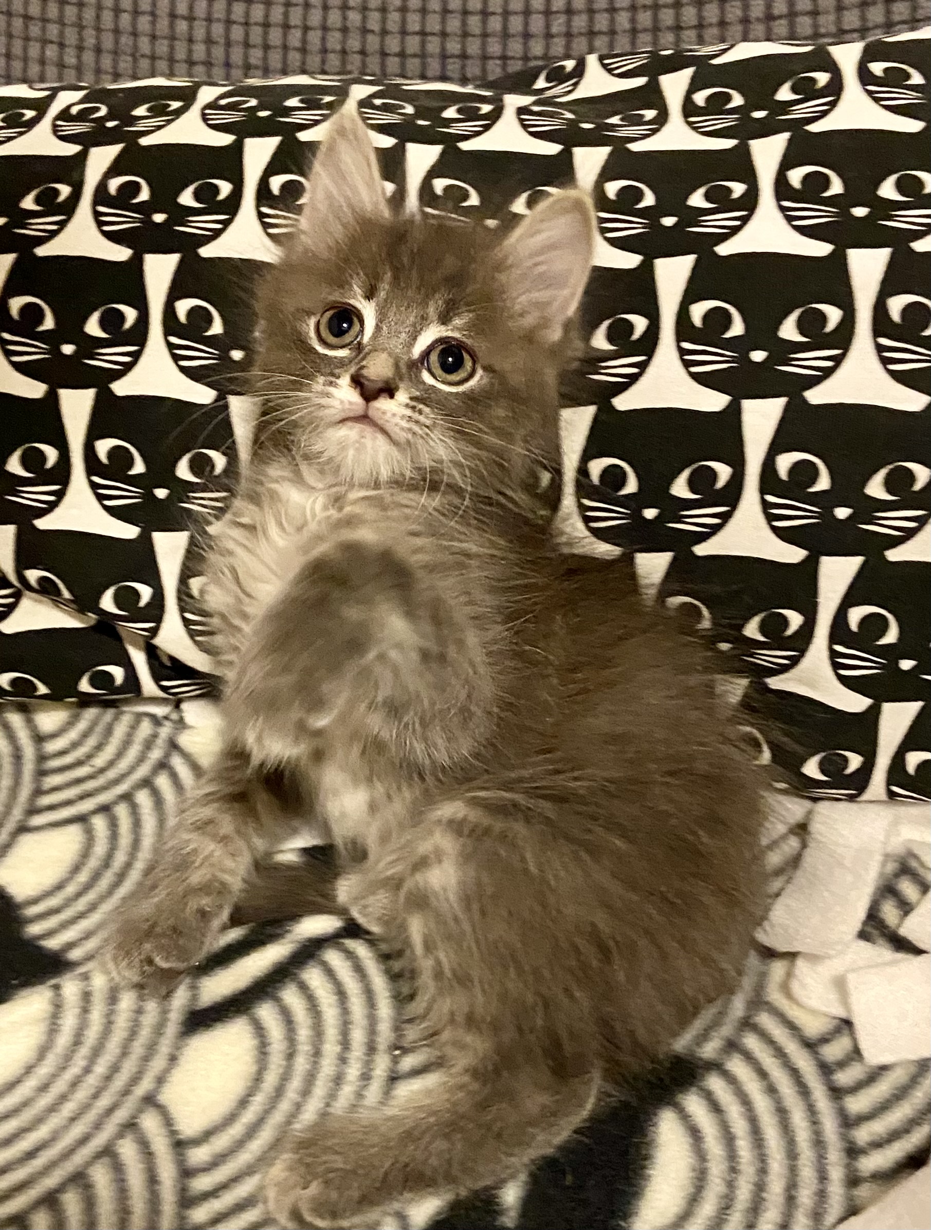 Cat for adoption Kentucky, a Domestic Long Hair in Franklin, OH