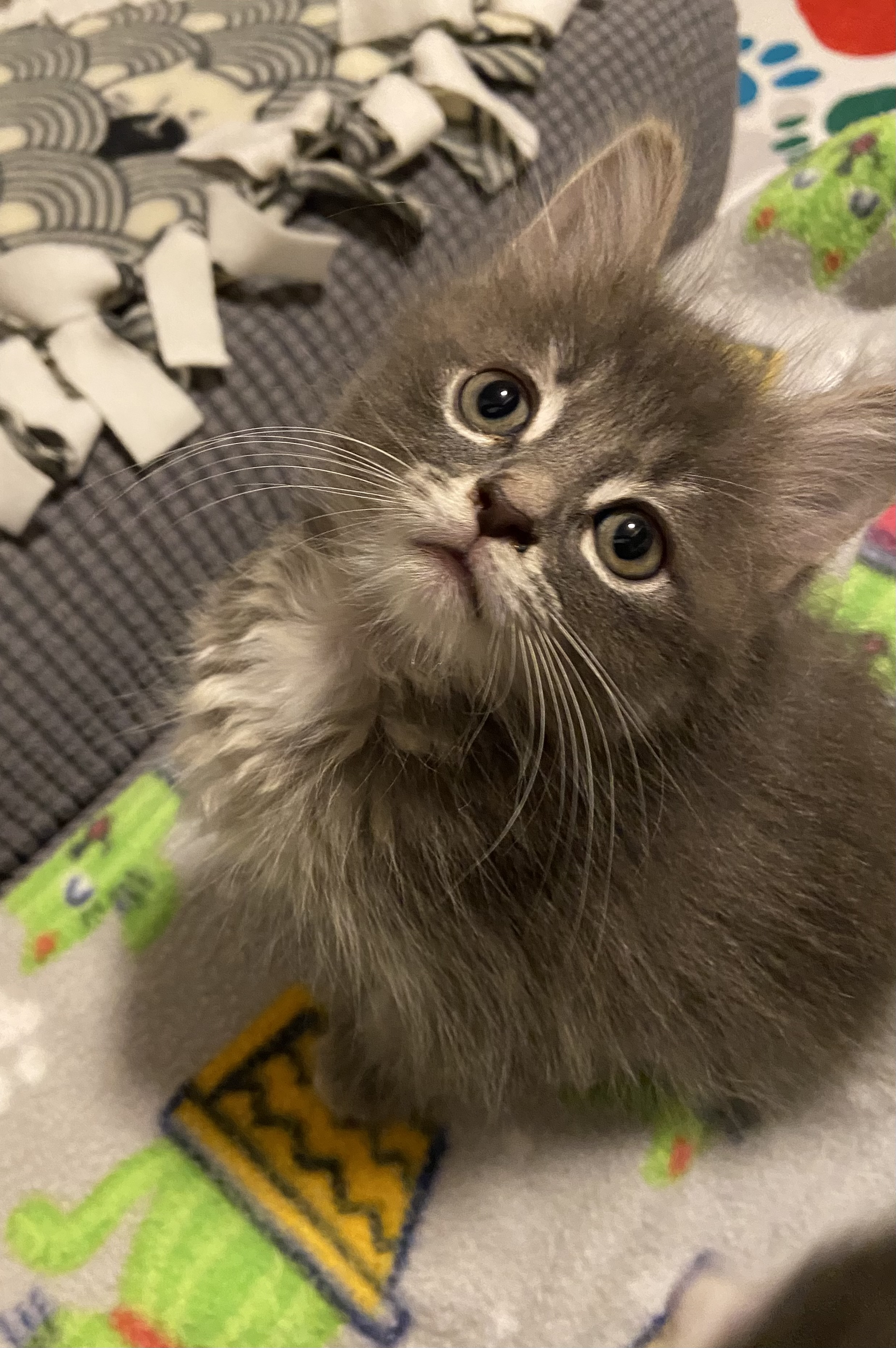 Cat for adoption Kentucky, a Domestic Long Hair in Franklin, OH