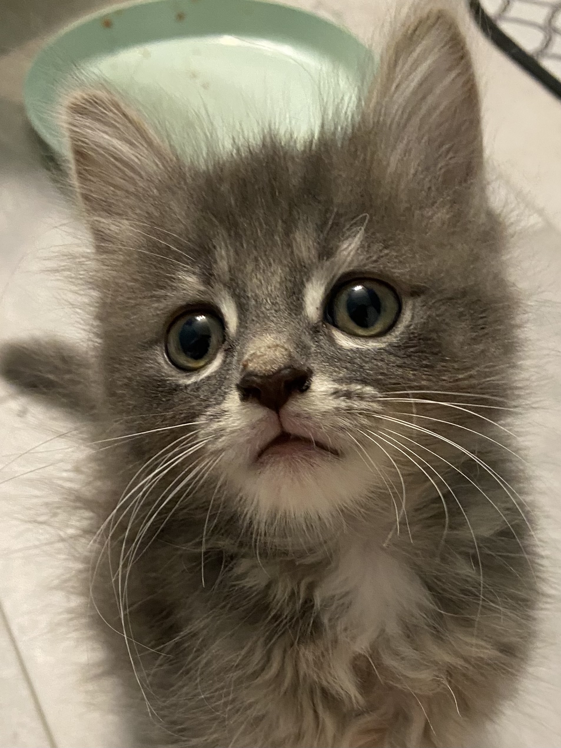 Cat for adoption Kentucky, a Domestic Long Hair in Franklin, OH