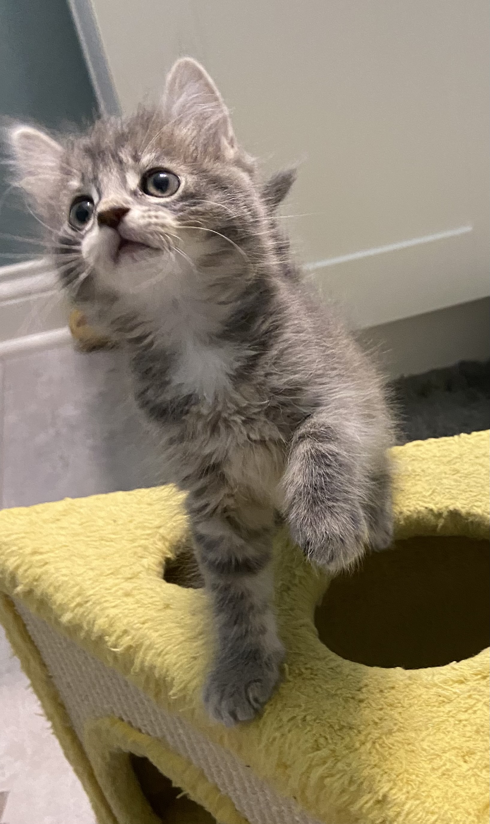 Cat for adoption Kentucky, a Domestic Long Hair in Franklin, OH