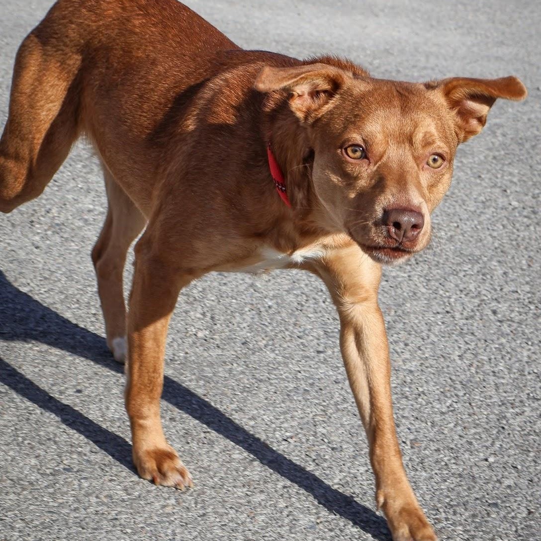 Enlarge Phillip, a Adoptable mixed breed in Hollister, MO image 3/4