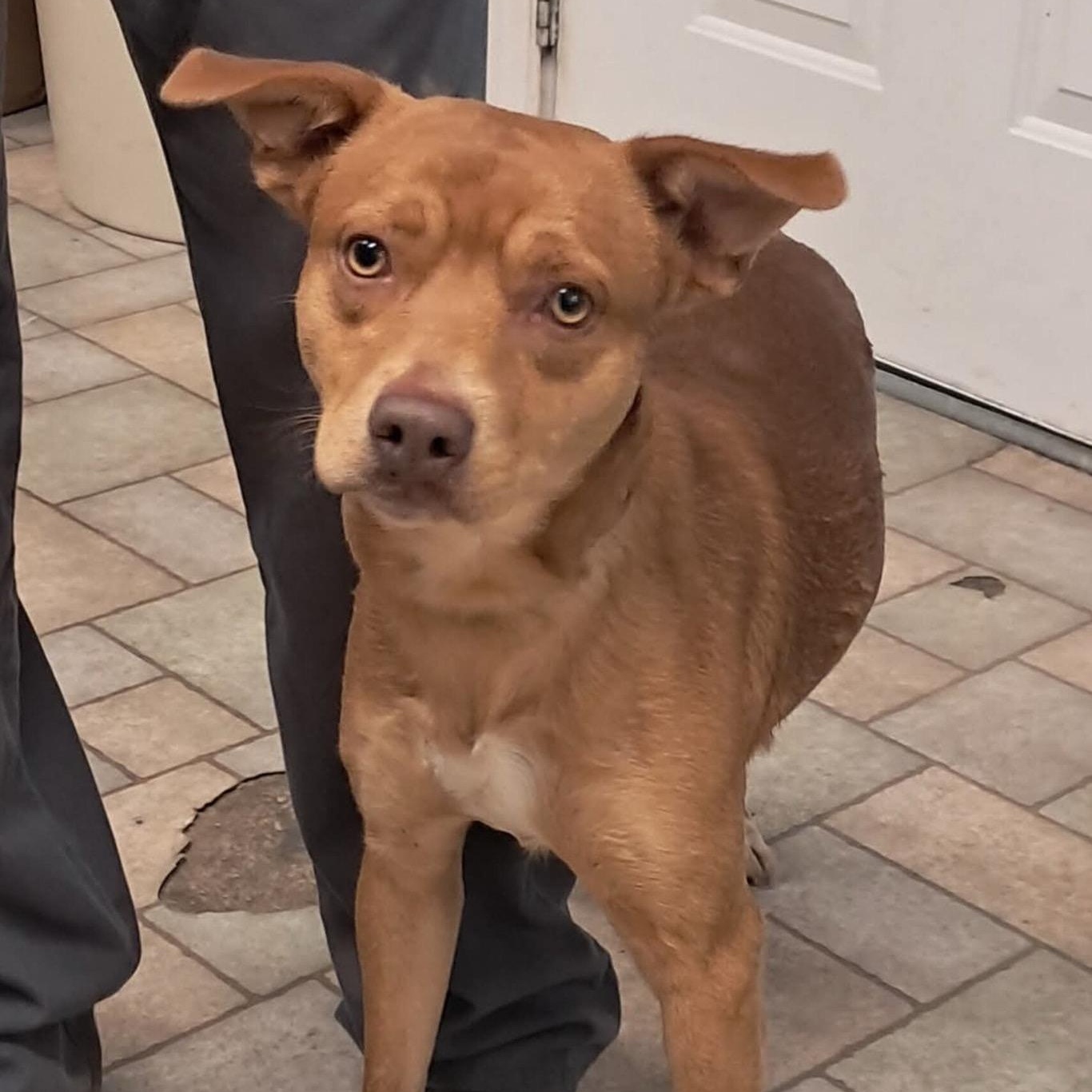 Phillip, Adoptable, Puppy Male Terrier.