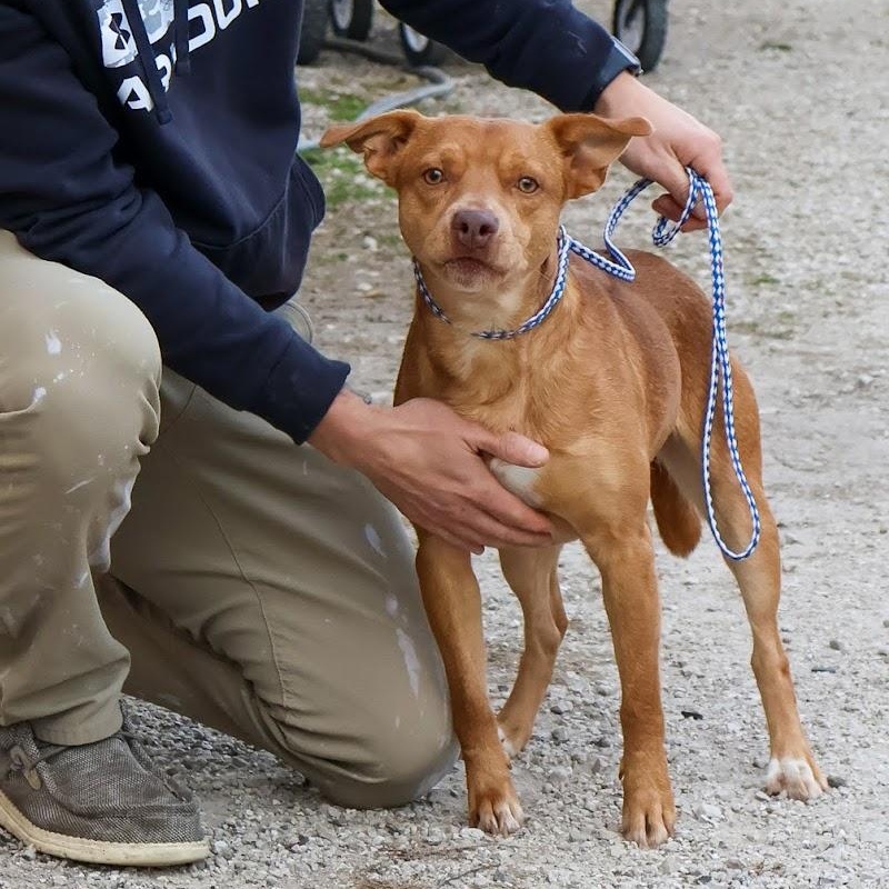 Enlarge Phillip, a Adoptable mixed breed in Hollister, MO image 2/2