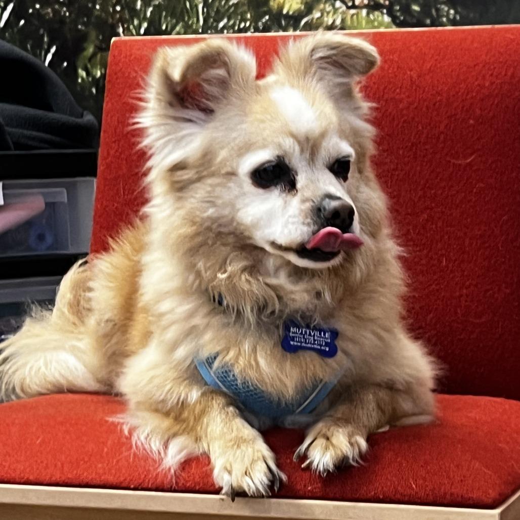 Tartan Army 14225, Adoptable, Senior Male Chihuahua.