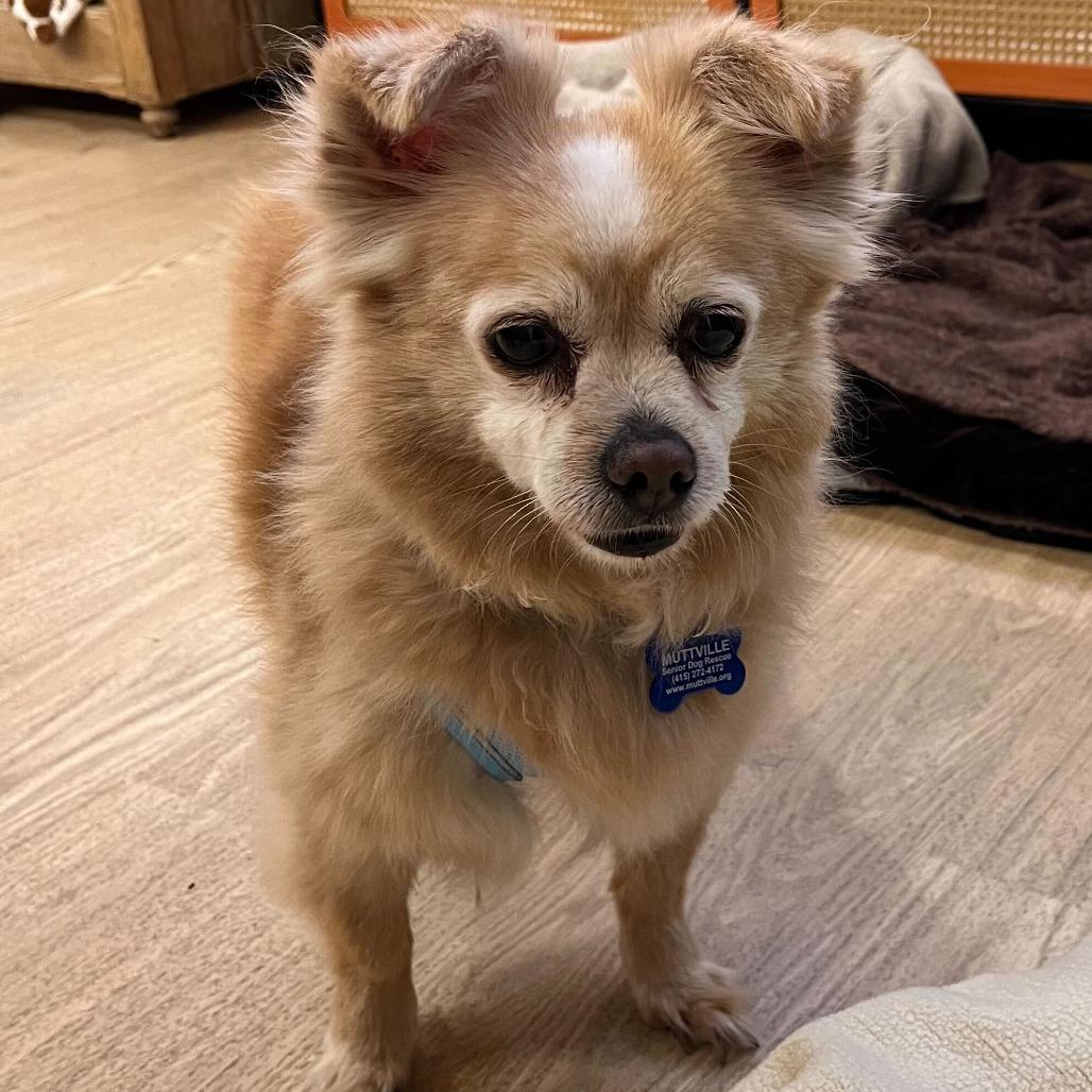 Tartan Army 14225, a Adoptable Chihuahua in San Francisco, CA image 2/6