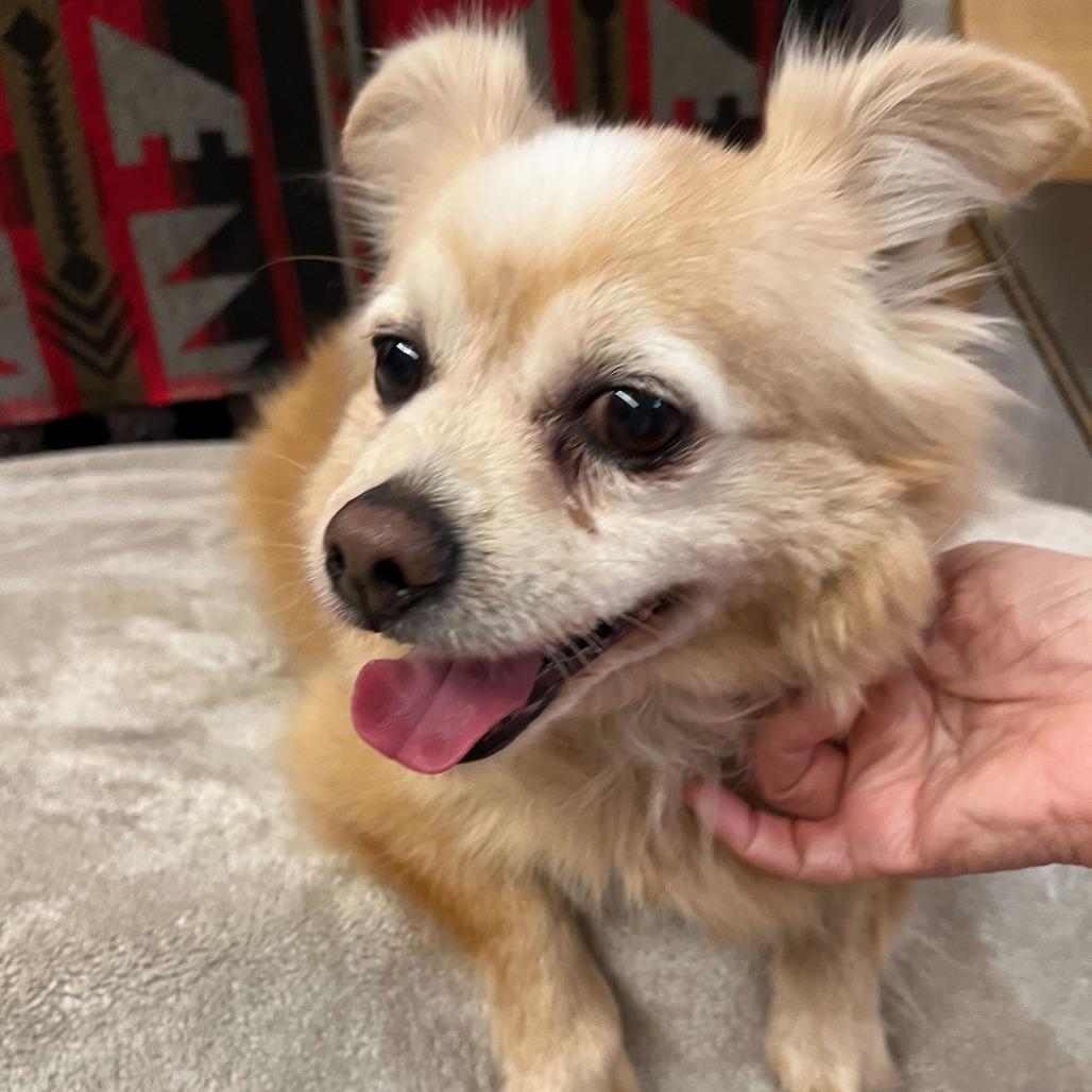 Tartan Army 14225, a Adoptable Chihuahua in San Francisco, CA image 3/6