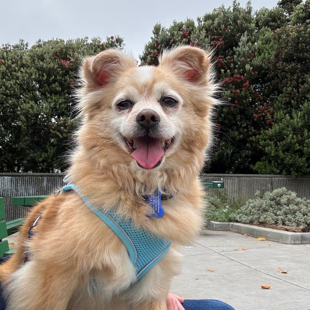 Tartan Army 14225, a Adoptable Chihuahua in San Francisco, CA image 4/6
