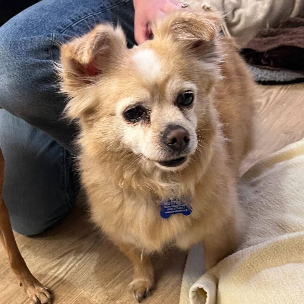 Tartan Army 14225, a Adoptable Chihuahua in San Francisco, CA image 6/6