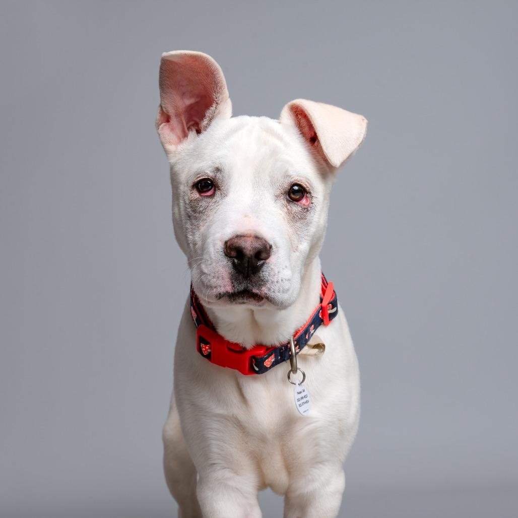 Bamm Bamm, Adoptable, Puppy Male Mixed Breed.