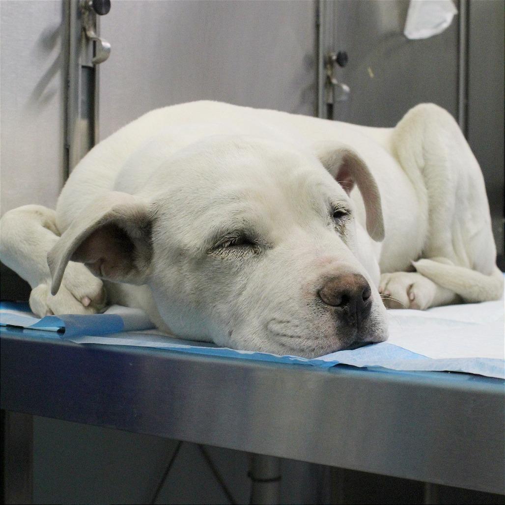 Enlarge Bamm Bamm, a Adoptable Mixed Breed in West Chester, PA image 2/6