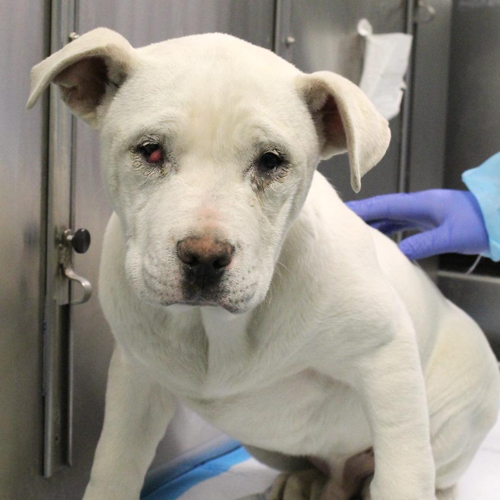 Enlarge Bamm Bamm, a Adoptable Mixed Breed in West Chester, PA image 3/6