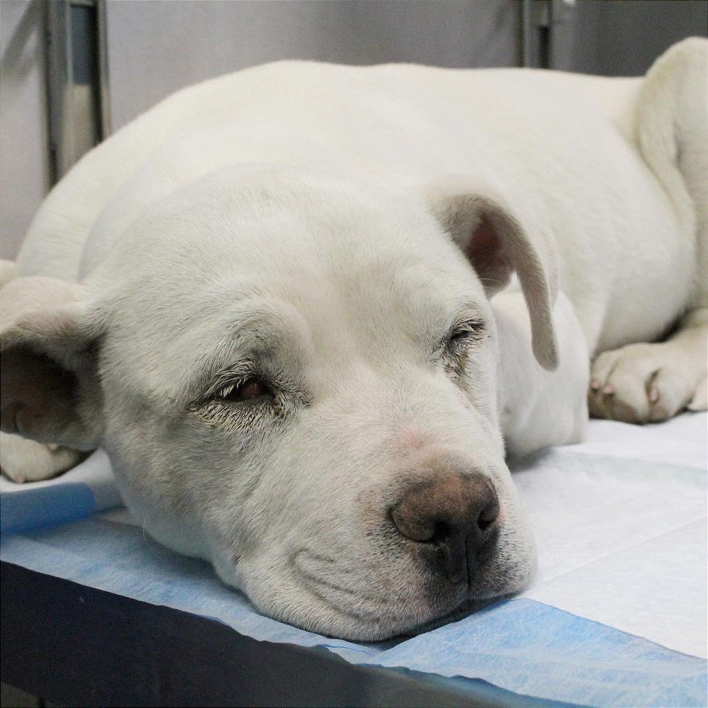 Enlarge Bamm Bamm, a Adoptable Mixed Breed in West Chester, PA image 4/6