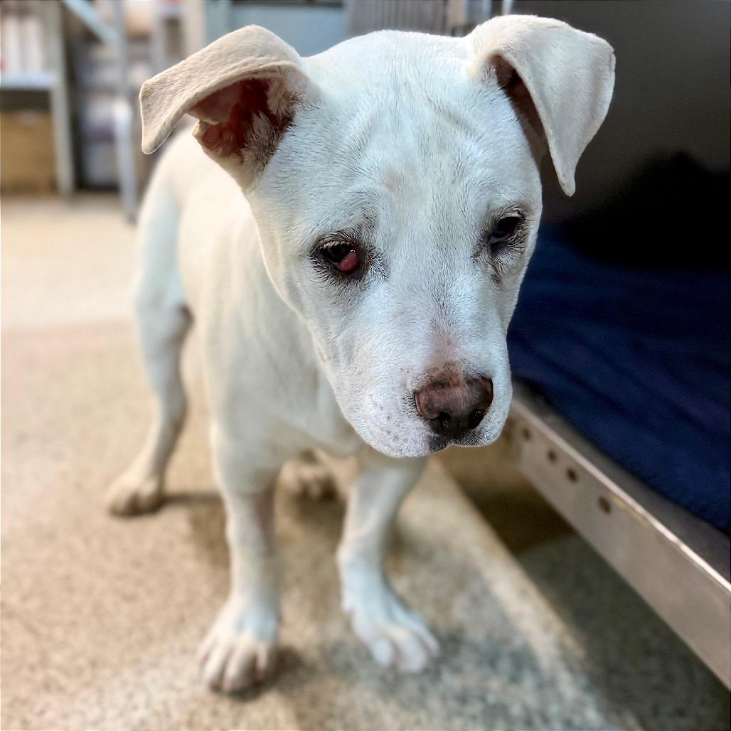 Enlarge Bamm Bamm, a Adoptable Mixed Breed in West Chester, PA image 5/6