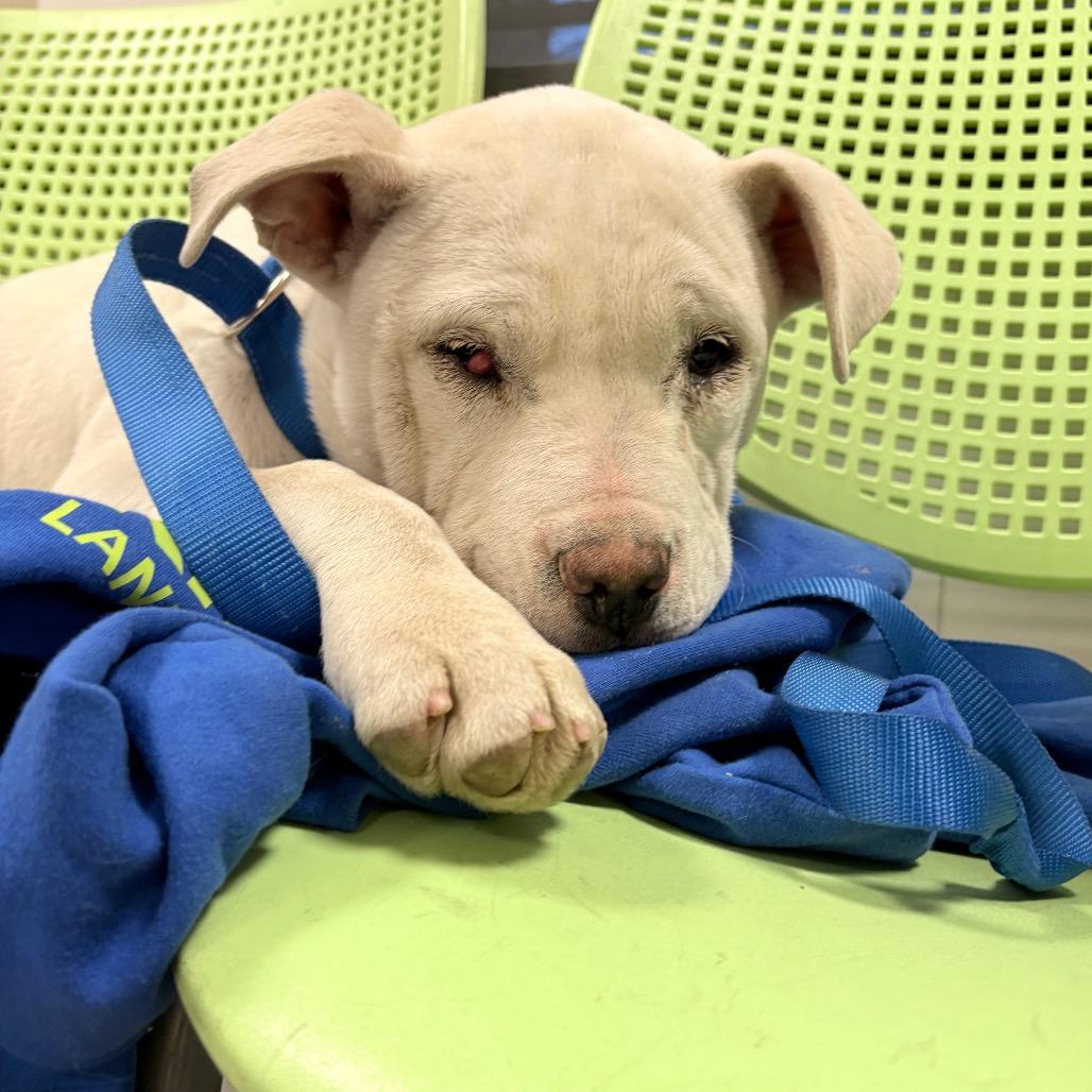 Enlarge Bamm Bamm, a Adoptable Mixed Breed in West Chester, PA image 6/6