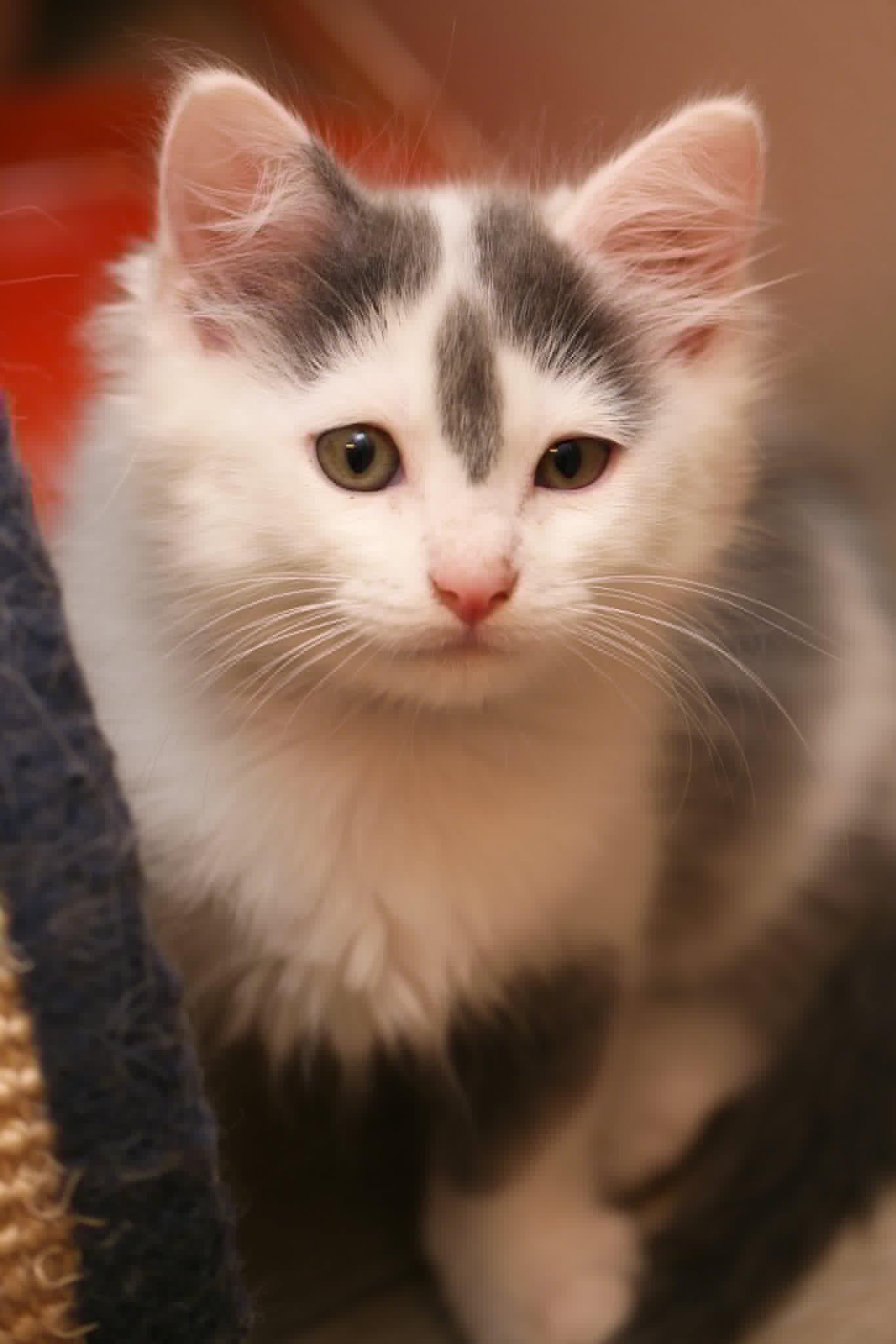 Marvin, adopted, Kitten Male Domestic Short Hair.