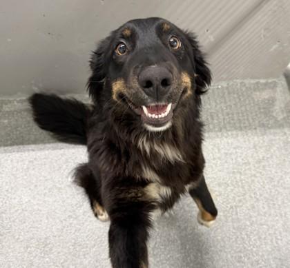 Enlarge Rhonda, an adopted Australian Shepherd in Buffalo, MN image 1/1
