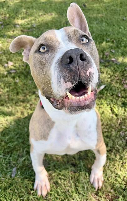 ENZO, Adoptable, Adult Male Pit Bull Terrier.