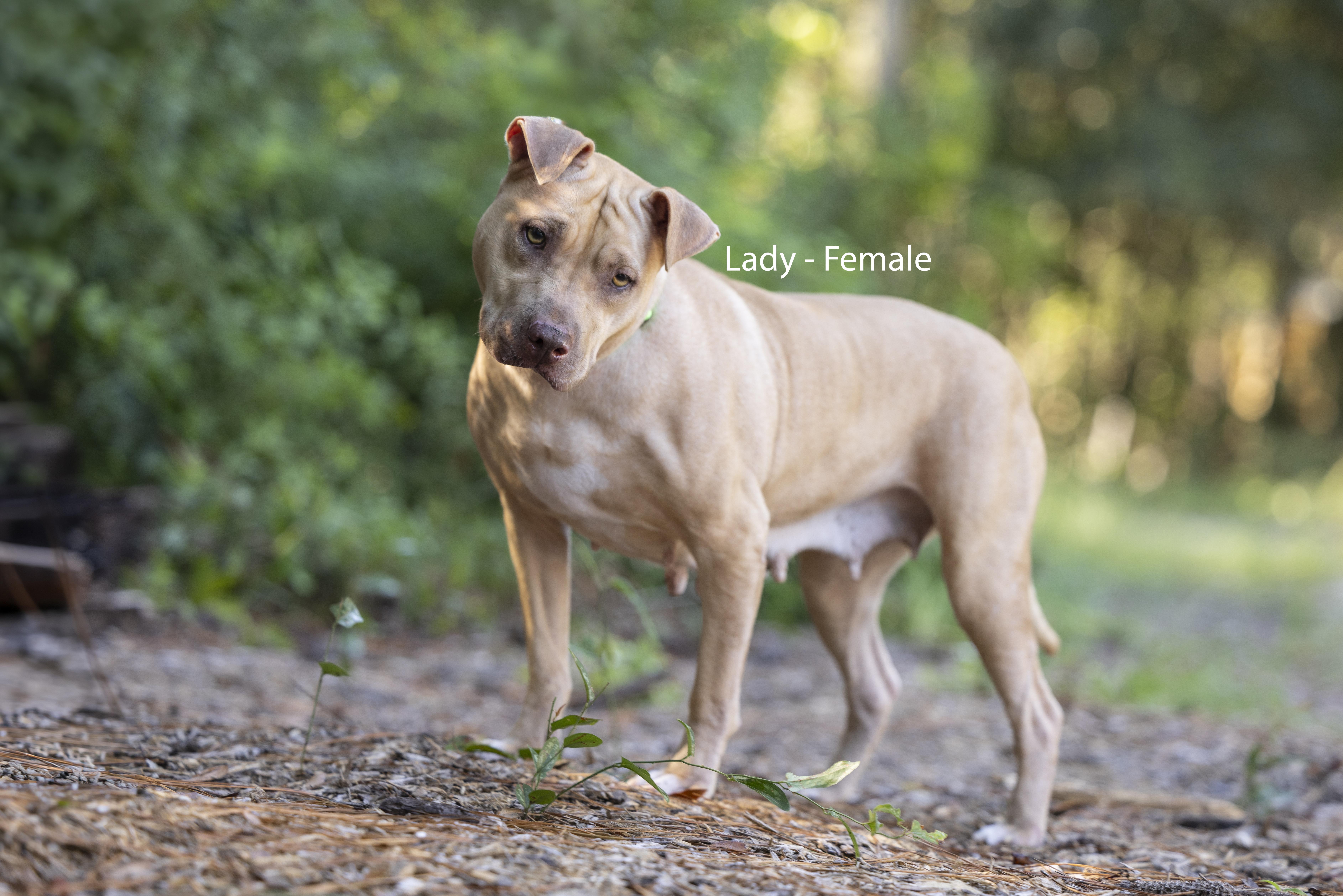 Enlarge Lady, a Adoptable mixed breed in Pawleys Island, SC image 1/2
