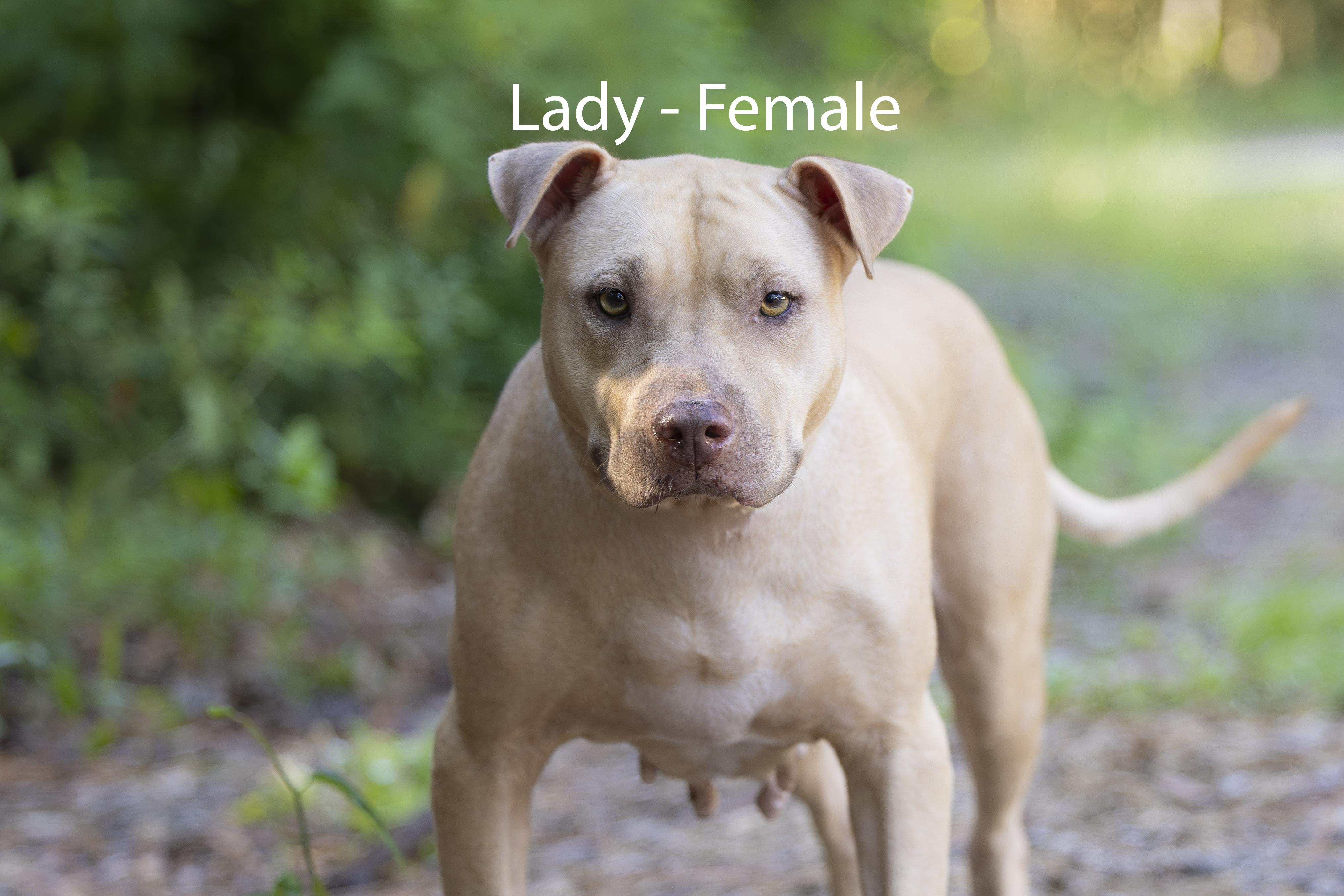 Enlarge Lady, a Adoptable mixed breed in Pawleys Island, SC image 2/2